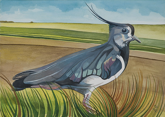 Lapwing